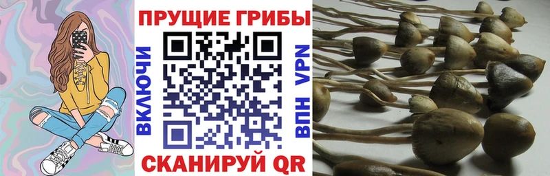 даркнет телеграм  Саяногорск  Псилоцибиновые грибы GOLDEN TEACHER  купить  